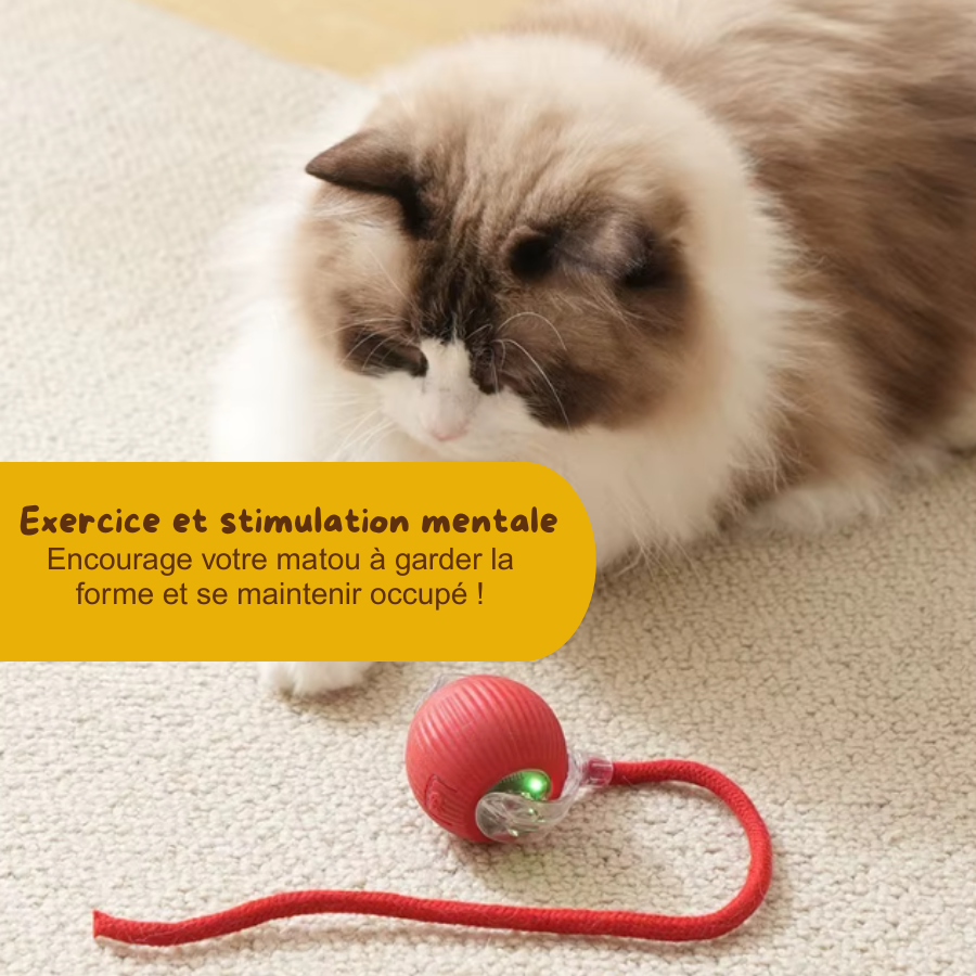 Balle Magique - Jouet intelligent pour chat d'intérieur